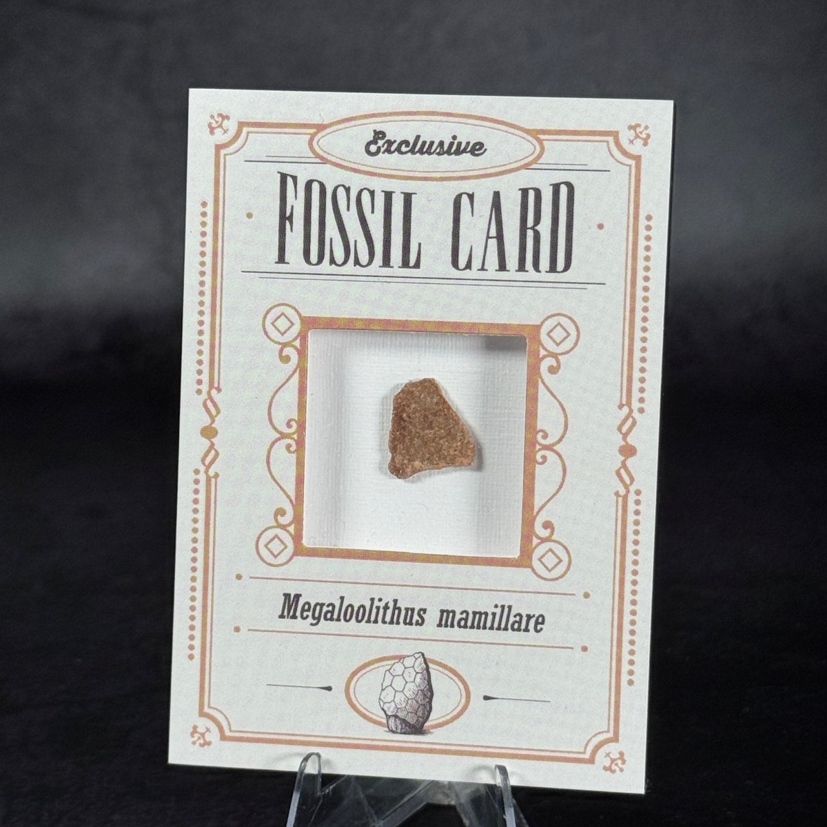 Fossil Card | Frammento di guscio d'uovo | Megaloolithus mamillare | BraccoTCG