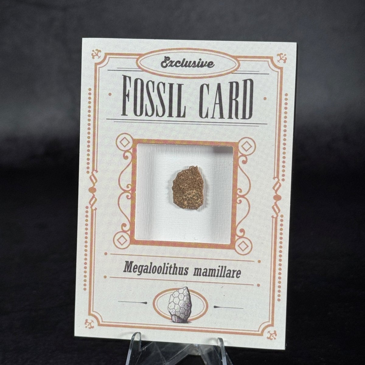 Fossil Card | Frammento di guscio d'uovo | Megaloolithus mamillare | BraccoTCG