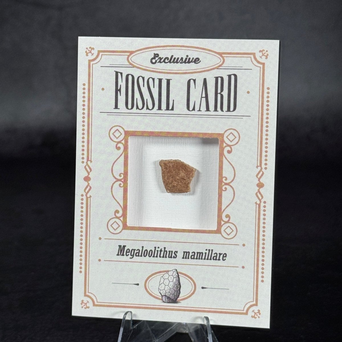 Fossil Card | Frammento di guscio d'uovo | Megaloolithus mamillare | BraccoTCG
