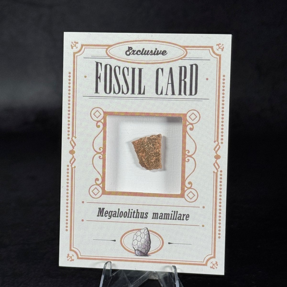 Fossil Card | Frammento di guscio d'uovo | Megaloolithus mamillare | BraccoTCG