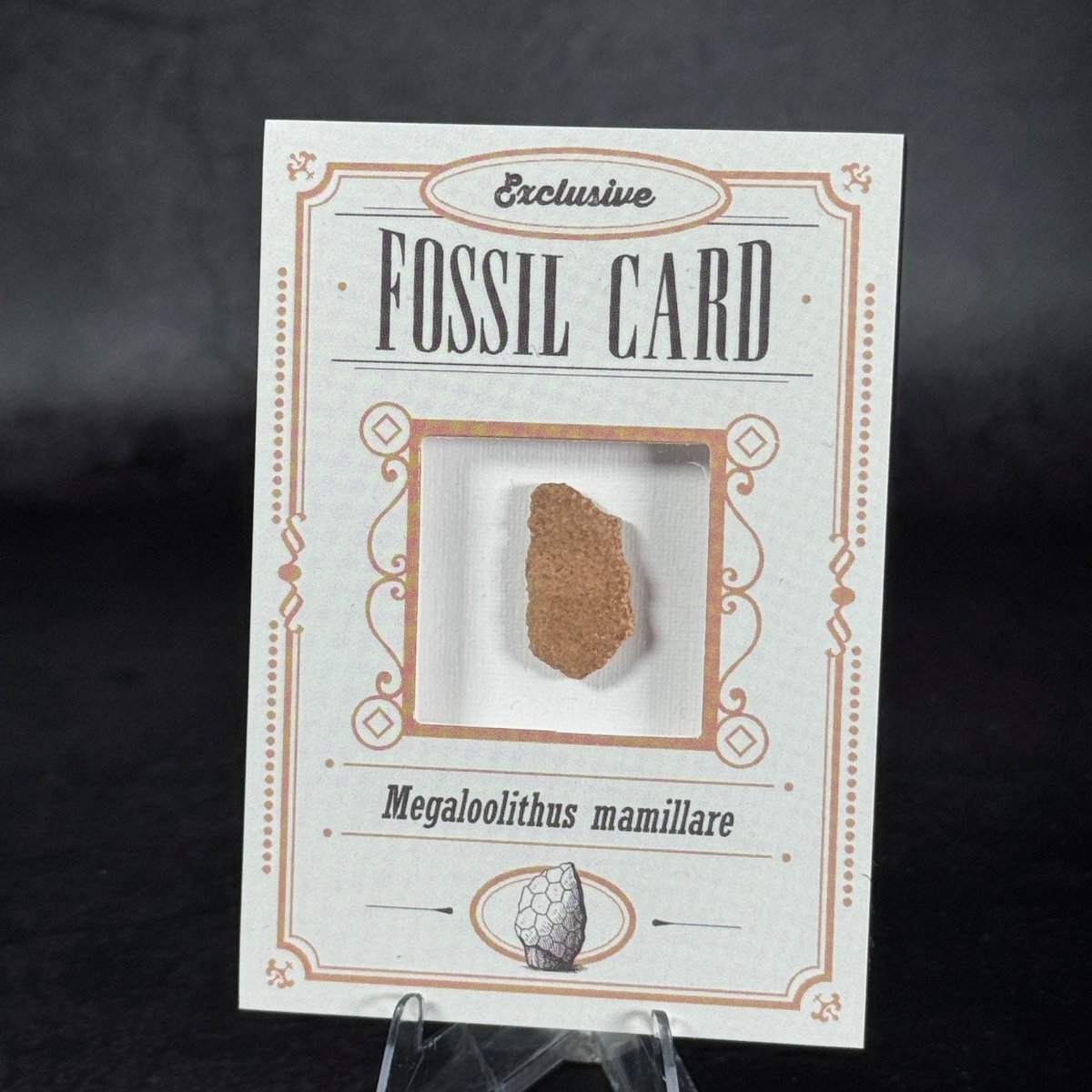 Fossil Card | Frammento di guscio d'uovo | Megaloolithus mamillare | BraccoTCG