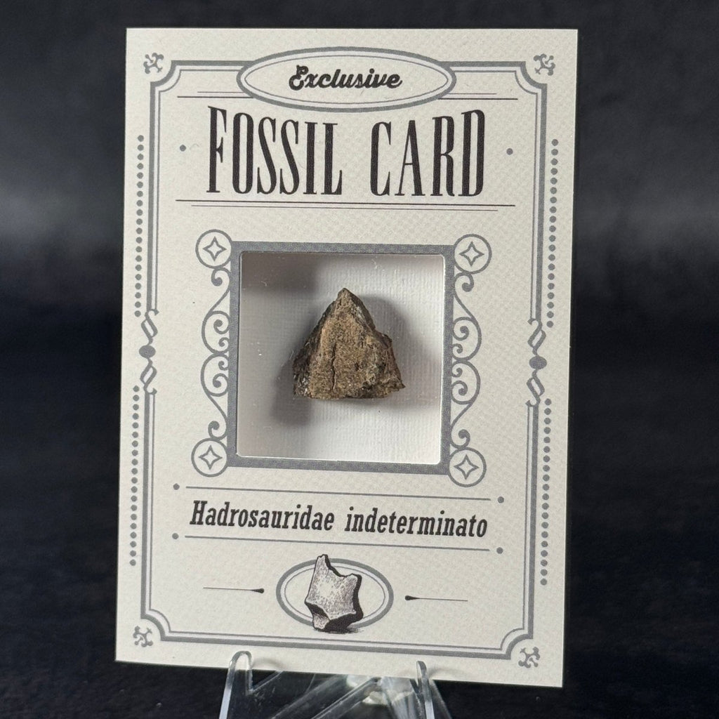 Fossil exclusive | BraccoTCG