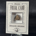 Fossil exclusive | BraccoTCG
