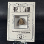 Fossil exclusive | BraccoTCG