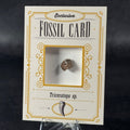 Fossil exclusive | BraccoTCG