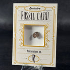 Fossil exclusive | BraccoTCG