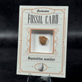 Fossil exclusive | BraccoTCG
