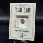 Fossil exclusive | BraccoTCG